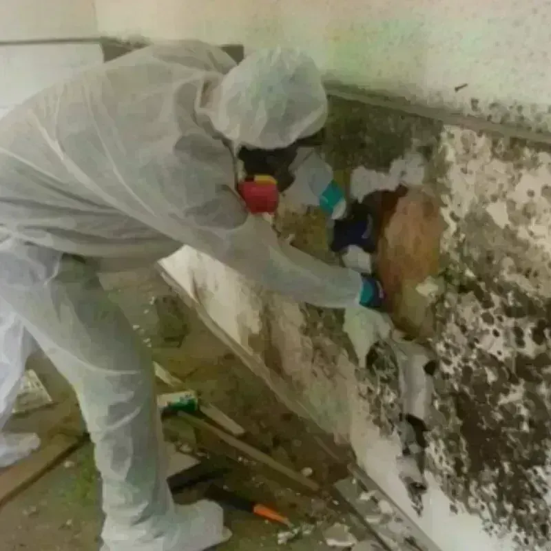 Mold Remediation and Removal in Gates Mills, OH